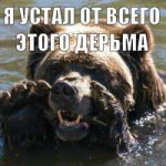 BEAR-USTAL.png