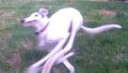 very fast dog.jpg