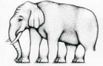 elephant.jpg