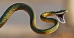 most-poisonous-snakes-e1521988828892.jpg