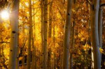 стволы-желтеющего-леса-осенью-1000x666.jpg