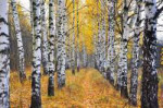 берёзовый-лес-осенью.jpg