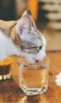 1681759994animals-pibig-info-p-kot-i-bokal-vina-zhivotnie-vkontakte-94.jpg