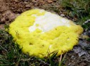 Yellowslimemold.jpg