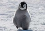 Пингвин.jpg