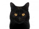 black-orange-cat.jpg