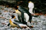 800px-IMG1247matingkingpenguins.JPG