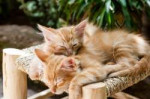 Domestic-Animal-Sleeping-Kittens-Cute-Cats-Pets-1916542.jpg