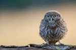 little-cute-owl-4k-6y.jpg