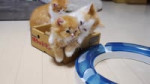Kittens.webm