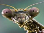 mantis-scary-face.jpg