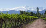 decantalo-vinos-del-nuevo-mundo.jpg