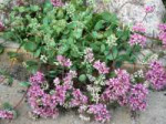 Hylotelephium-ewersii-Sedum-ewersii-Pink-Mongolian-Stonecro[...].jpg