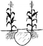 Clay-pot-irrigation-B-AINBRIDGE-2001.png