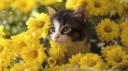 cats-wallpapers-cats-flowers-wallpapers-flowers-1920x1080-c[...].jpg