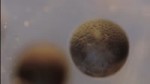 LiveLeak.com - This Cell Division Time Lapse Is Not CGI.mp4