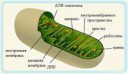 stroenie-mitohondrii.jpg