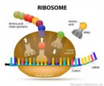 Ribosome during protein synthesis. The Interaction of a Rib[...].jpg