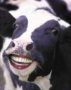 175px-LOLCow.jpg