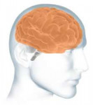 three-partsbrain1.jpg