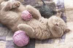 cat happy balls.jpg