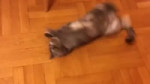 videoplayback-20.mp4