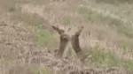 14502996893502.webm