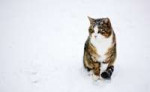 snow-cat012.jpg