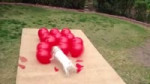 15145685513330.webm