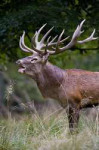 14-43-20-266px-Reddeerstag2009denmark.jpg