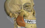 masseter.png