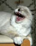 laughing-cat-larry-allan.jpg