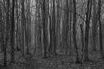 creepy-forest-ivan-slosar.jpg