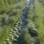 гифки-арбуз-4660735.webm