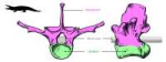 croc-vertebra-01.jpg
