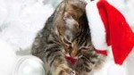 cats-christmas-kittens-kot