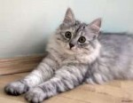 Grey-siberian-cat-black-and-white-siberian-cat-silver-tabby[...]