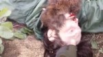 24687.webm