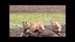 15221934435790.mp4