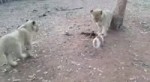 щенок и львята.webm