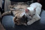 IMG20180403184104.jpg