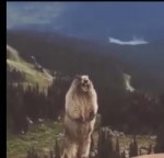 15263075811583.webm