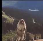 15263075811583.webm