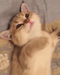 catizm159.mp4