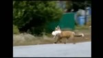15260150510762.webm
