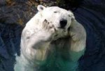 Bored-Polar-Bear.jpg