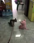 15290496948460.webm