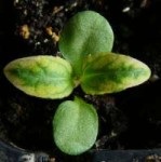 Heliopsis-Loraine-Sunshine-Seedling-Image-3[1].jpg