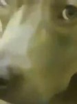 15290743855791.webm