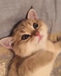 VID20180620191244968.mp4